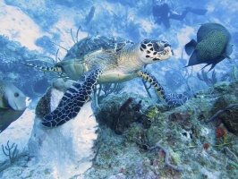 043 IHawksbill Sea Turtle MG 5809